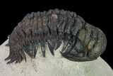 Crotalocephalina Trilobite - Foum Zguid, Morocco #165957-5